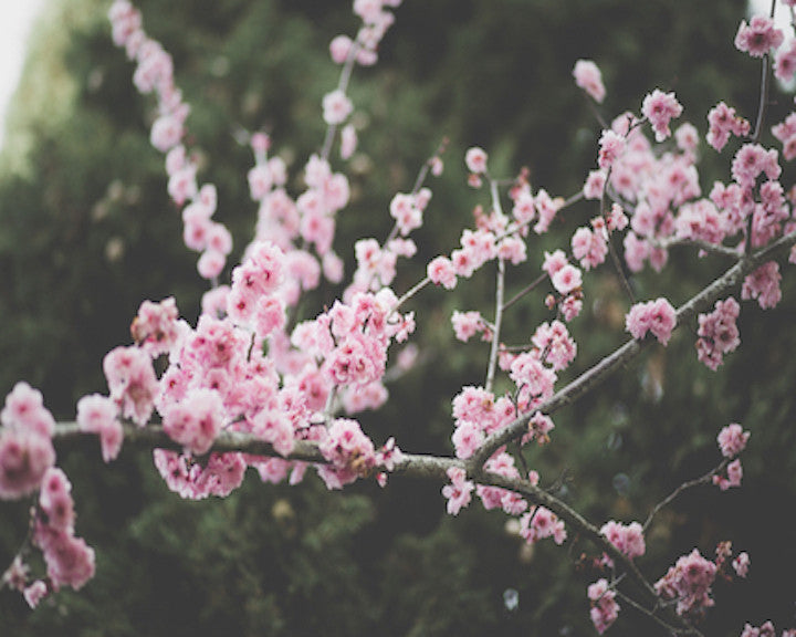 Spring is here and so are allergies