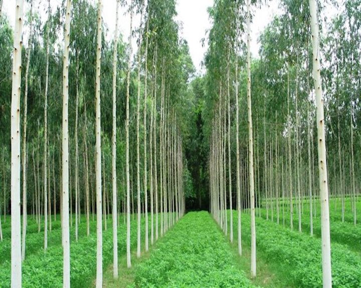Eucalyptus essential oil