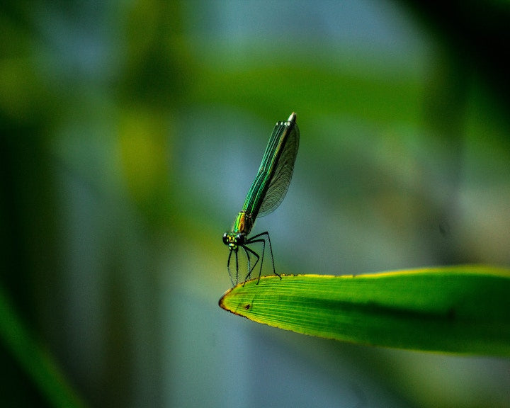 Natural bug repellents