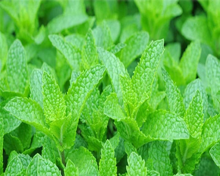Relief from cold, cough and sinus