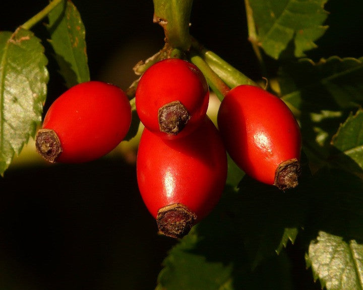 Rosehip oil
