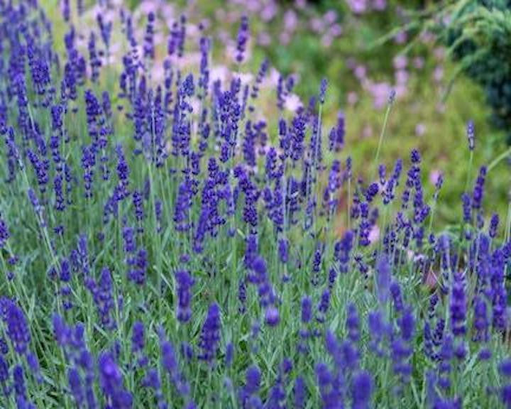 For the love of lavender