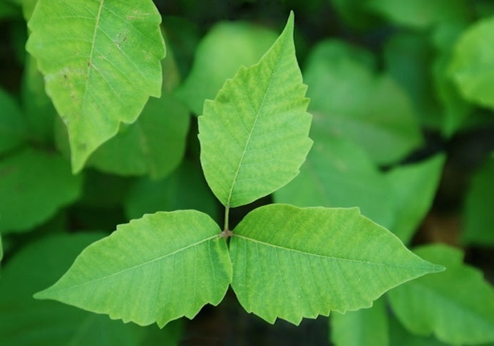 Natural remedies for treating poison ivy